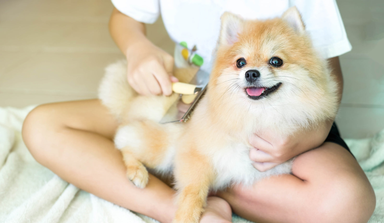 Pomeranian dog being brushed by a pin brush.