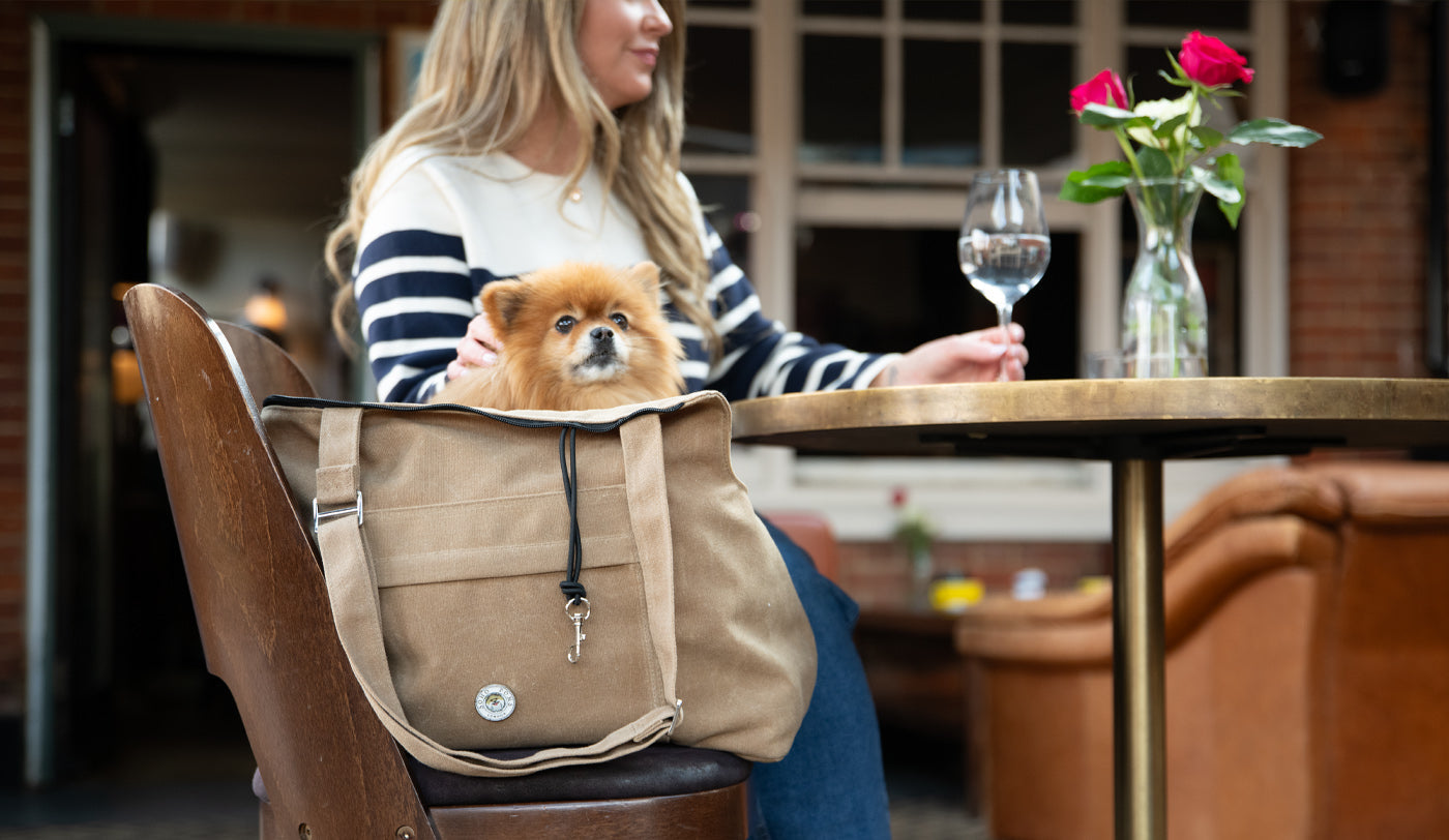 Pet Carrier Safety and Care