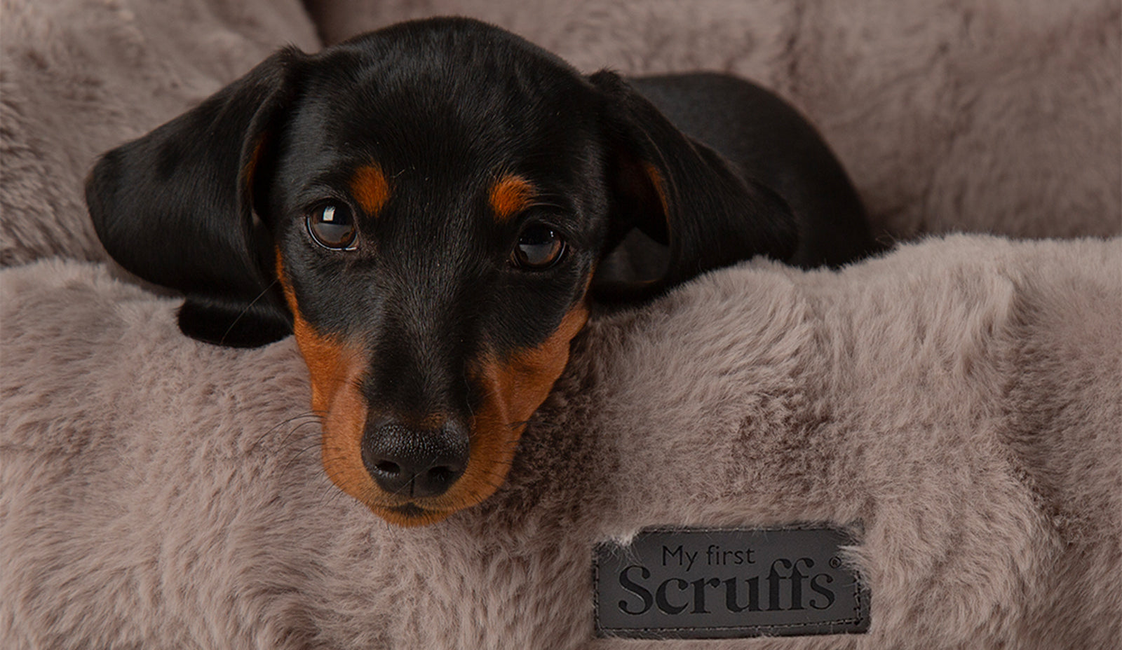 How to Correctly Wash a Dog Bed