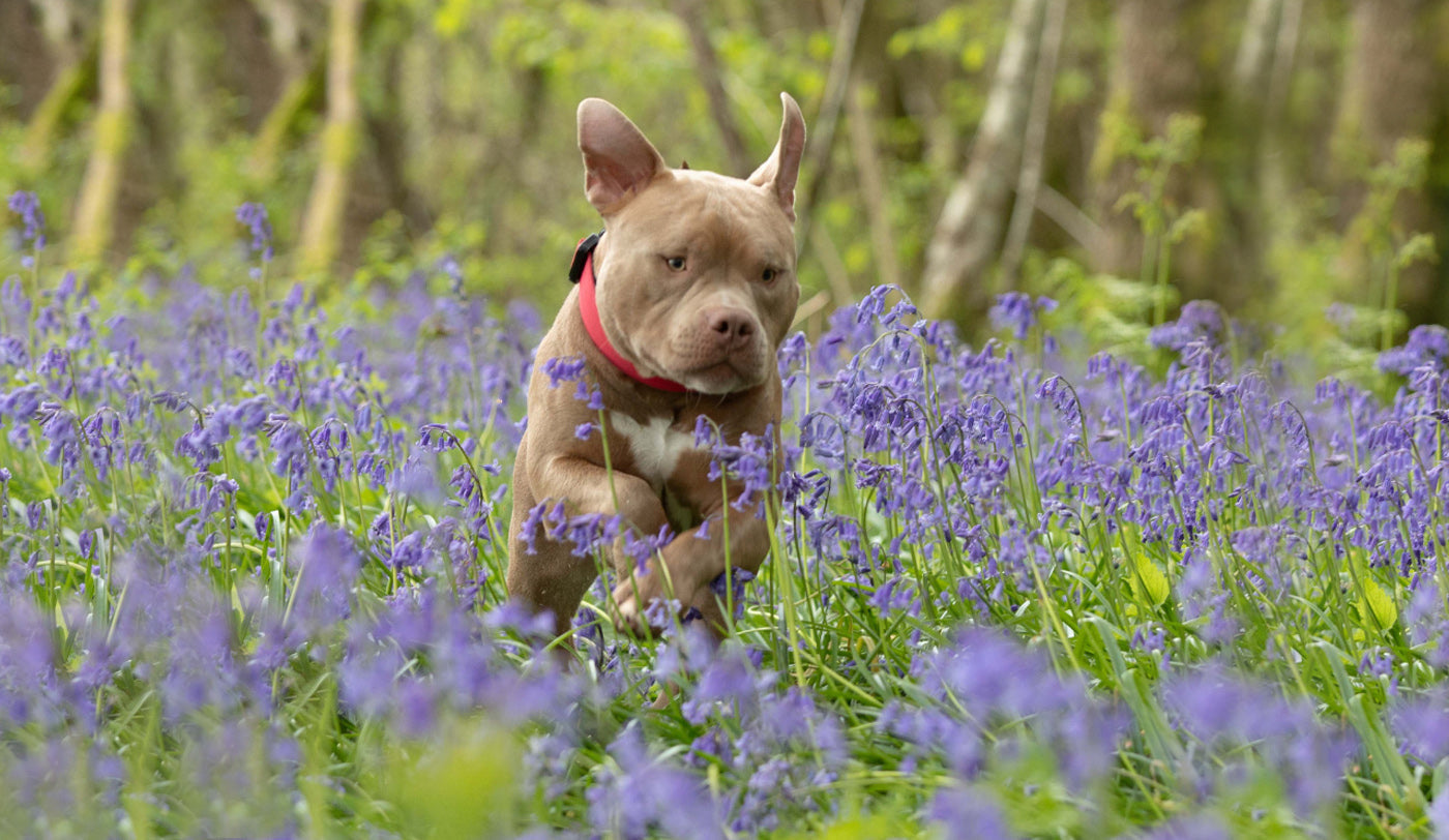 Discover the Secret to Canine Wellness