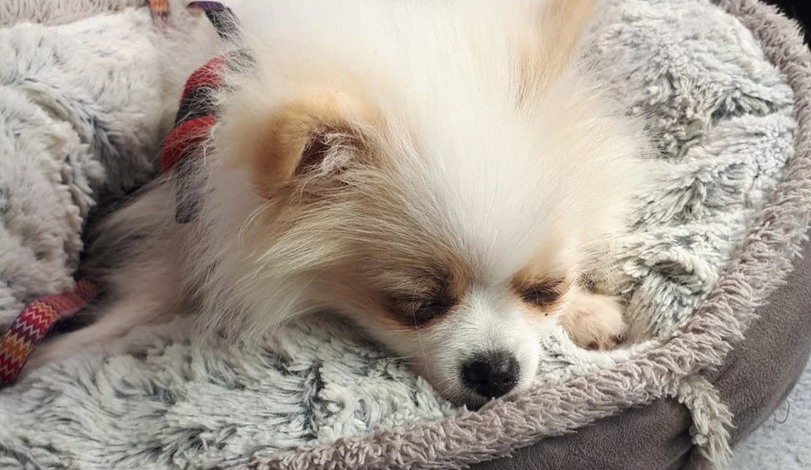 Warning Signs: When your Dog Might be in Pain