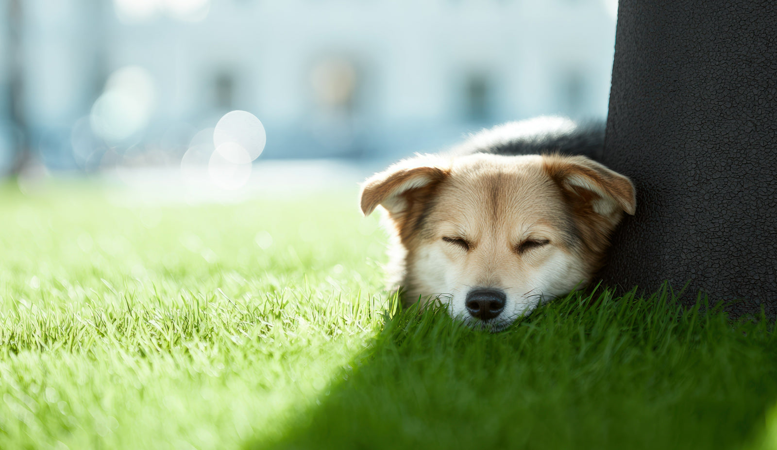 Can Dogs Get Sunburn? How to Protect Your Pup from the Sun