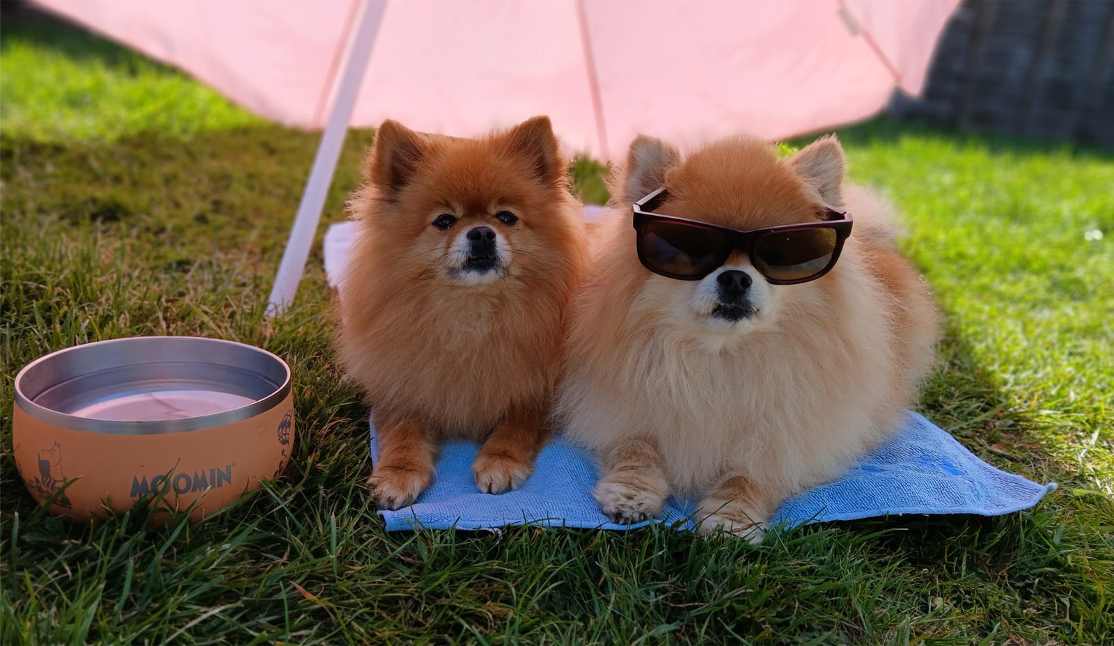 Dog Ice Cream Recipes