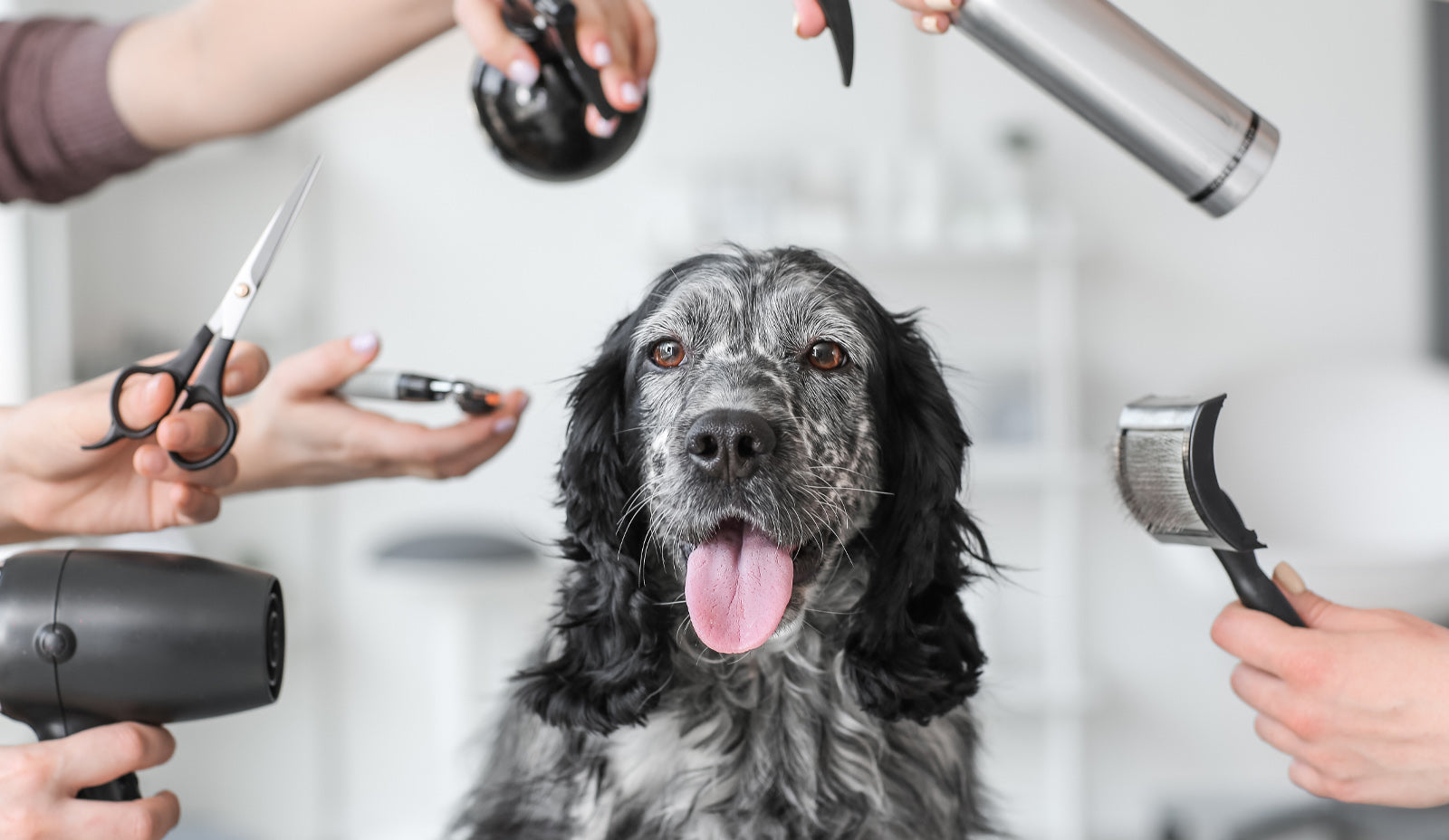 How Often Should You Groom Your Dog? A Complete Guide by Breed and Coat Type