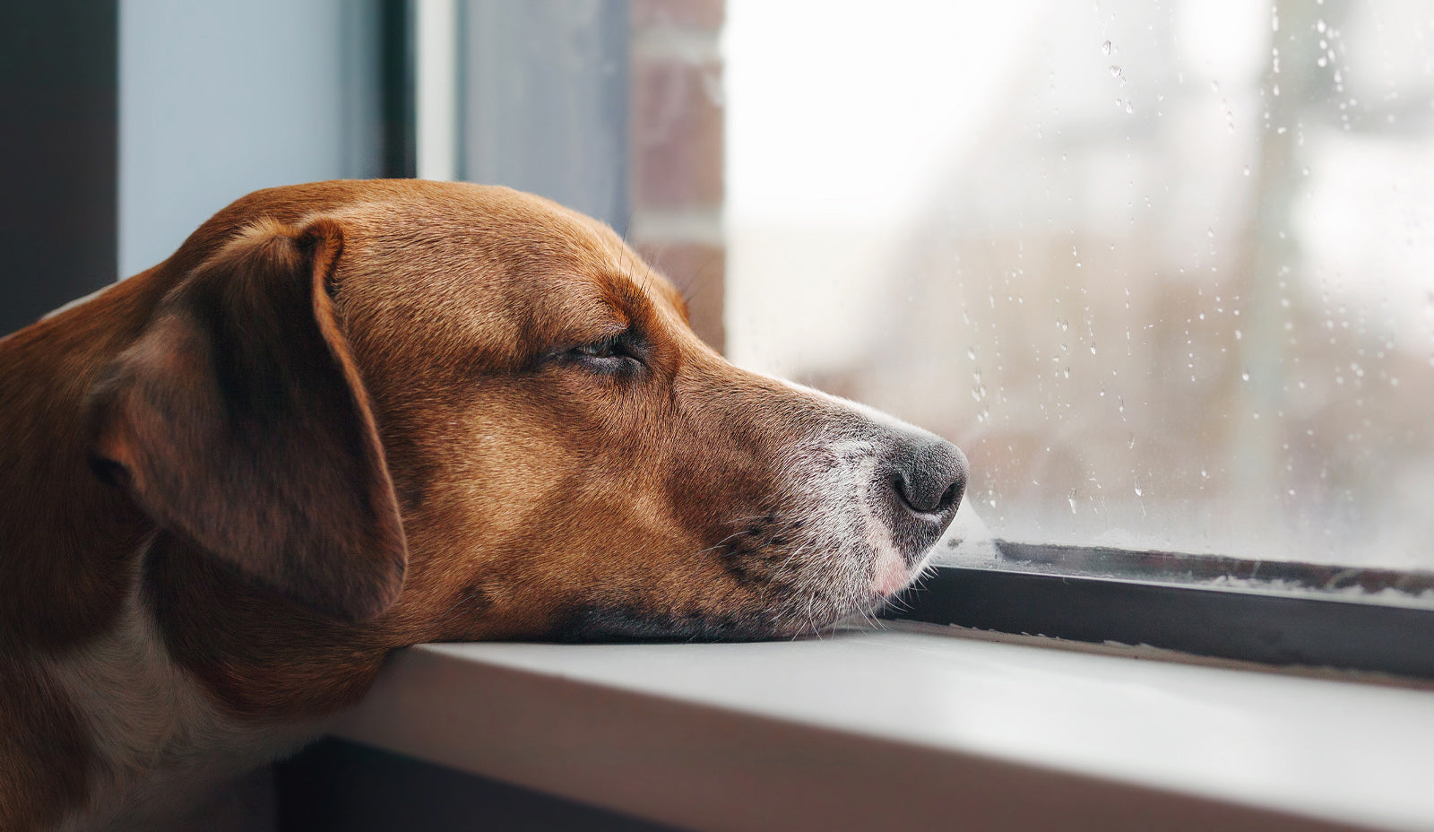 Beagle dog looking bored inside and looking out of a window.