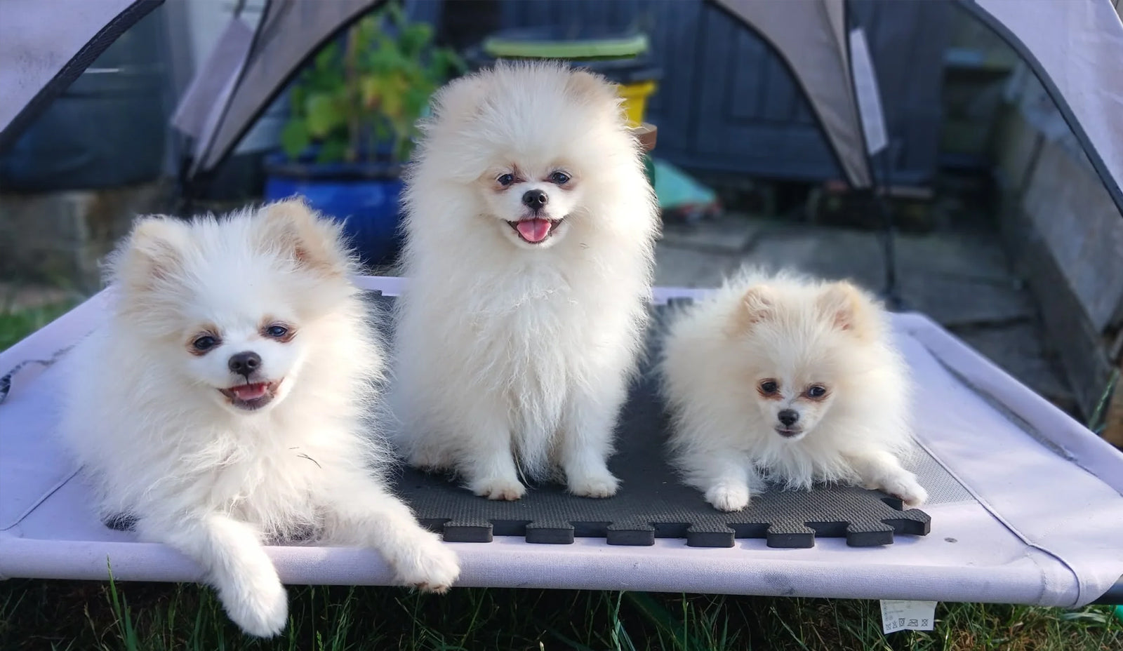 Creating a safe space for your puppy