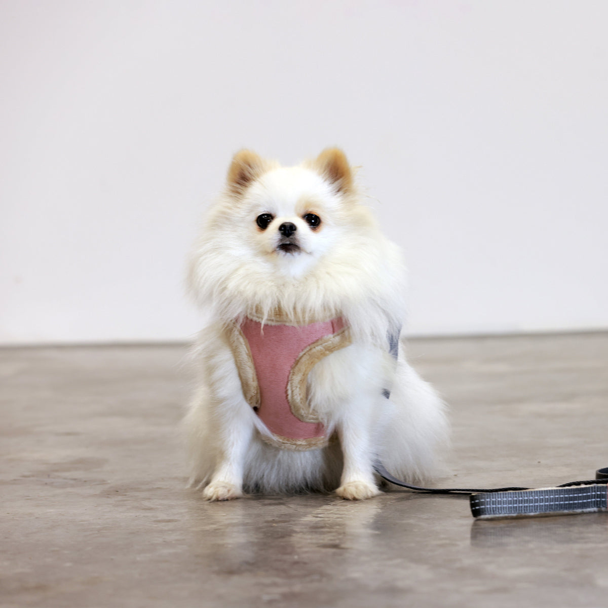 Rose YETI Dog Harness from Bowl & Bone