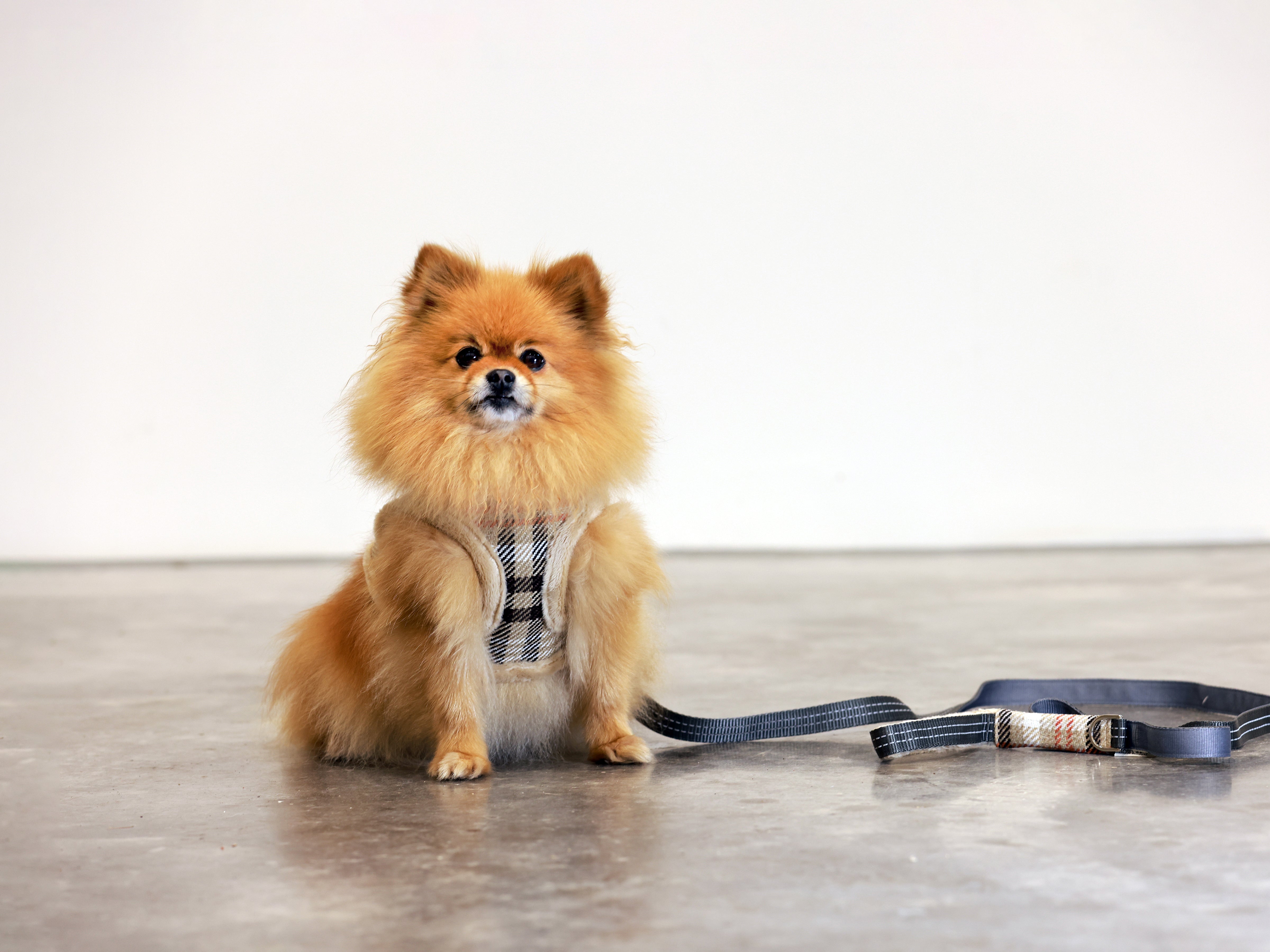Orange Leaf Hundegeschirr von Bowl & Bone