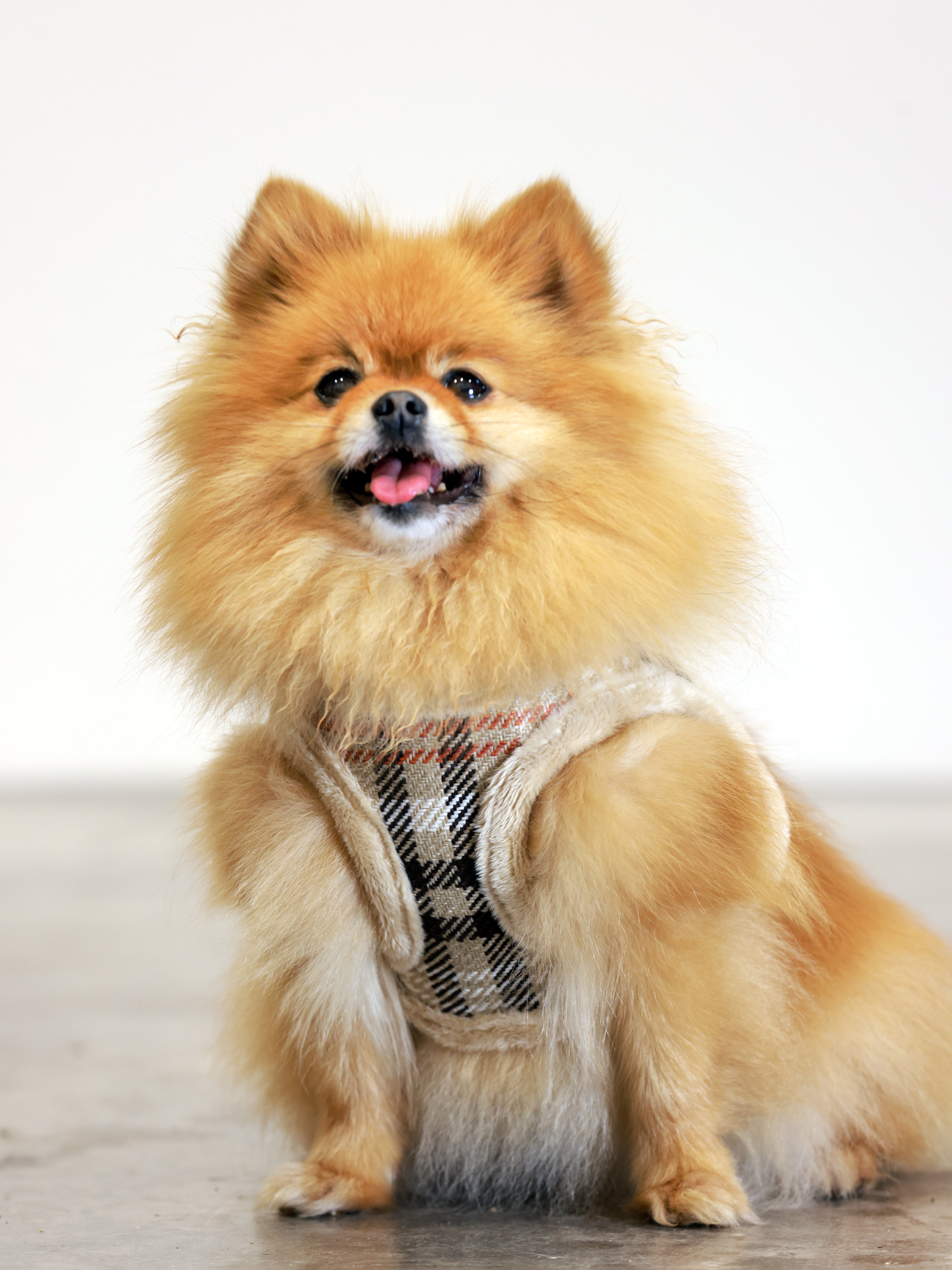 Orange Leaf Hundegeschirr von Bowl & Bone