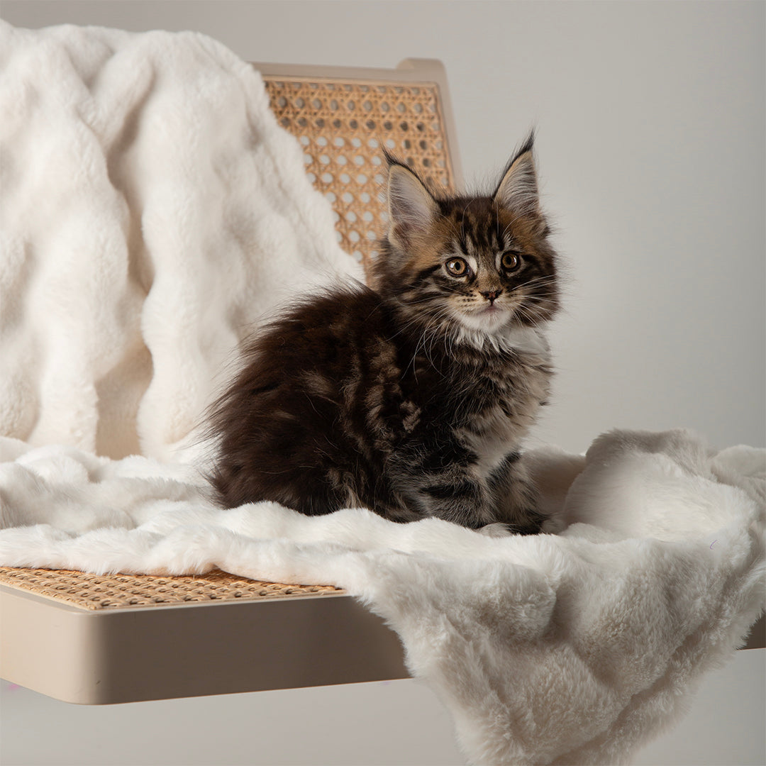 Scruffs® My First Blanket - Cream