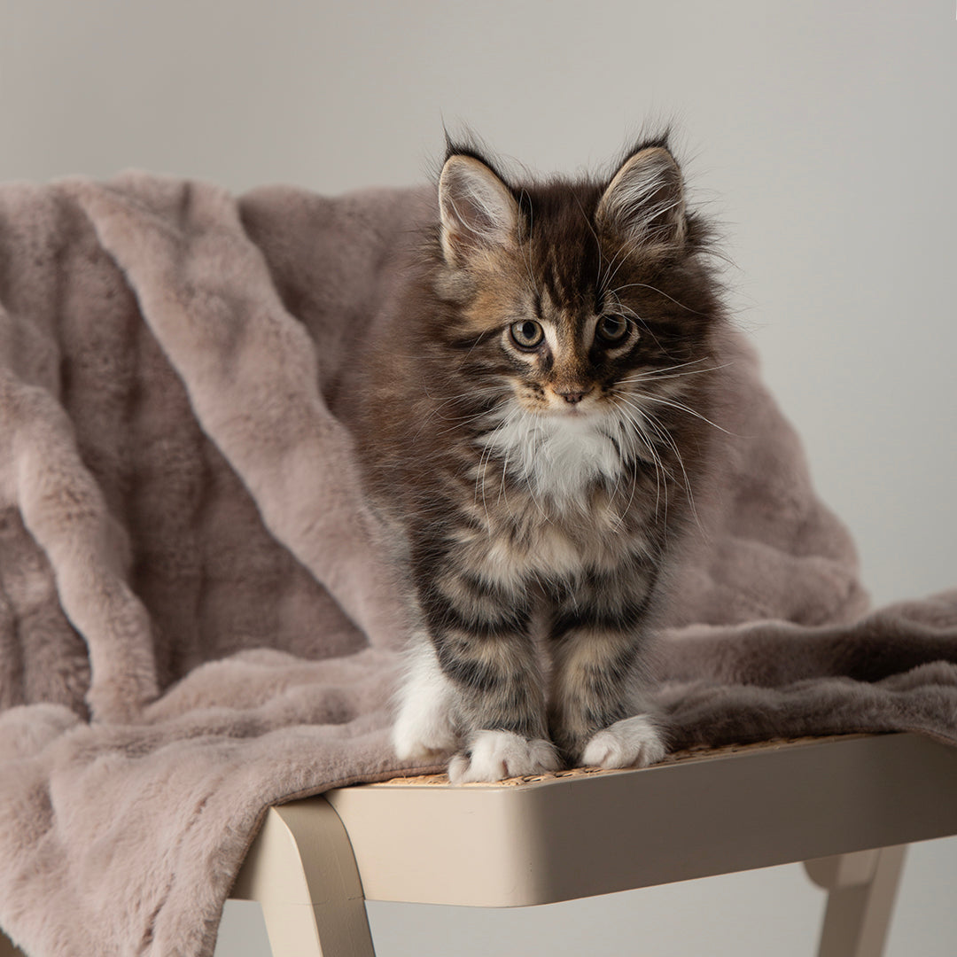 Scruffs® My First Blanket - Grey