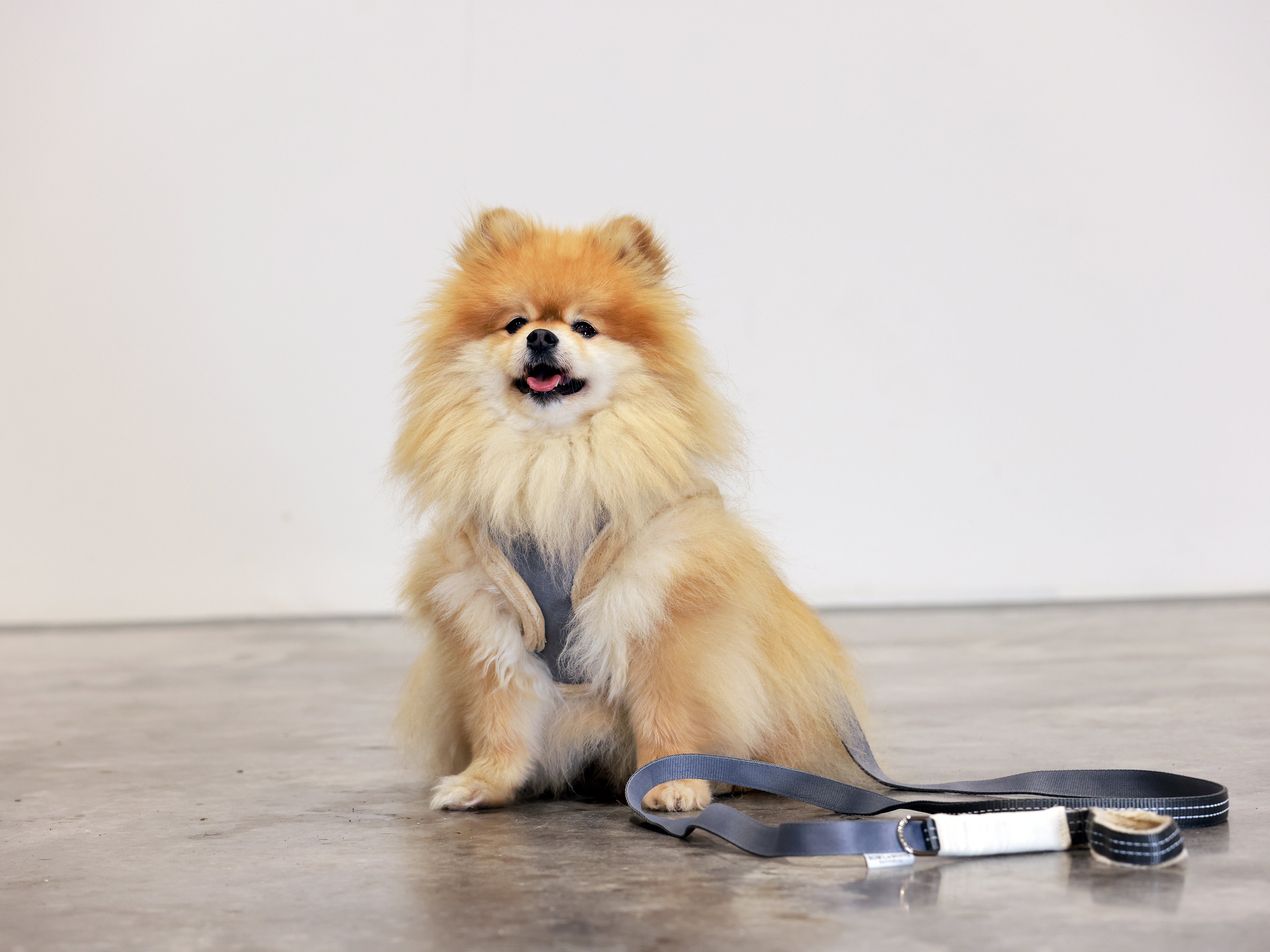 Grey YETI Dog Harness from Bowl & Bone