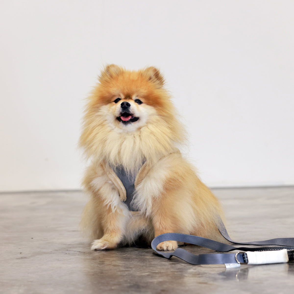 Grey YETI Dog Harness from Bowl & Bone