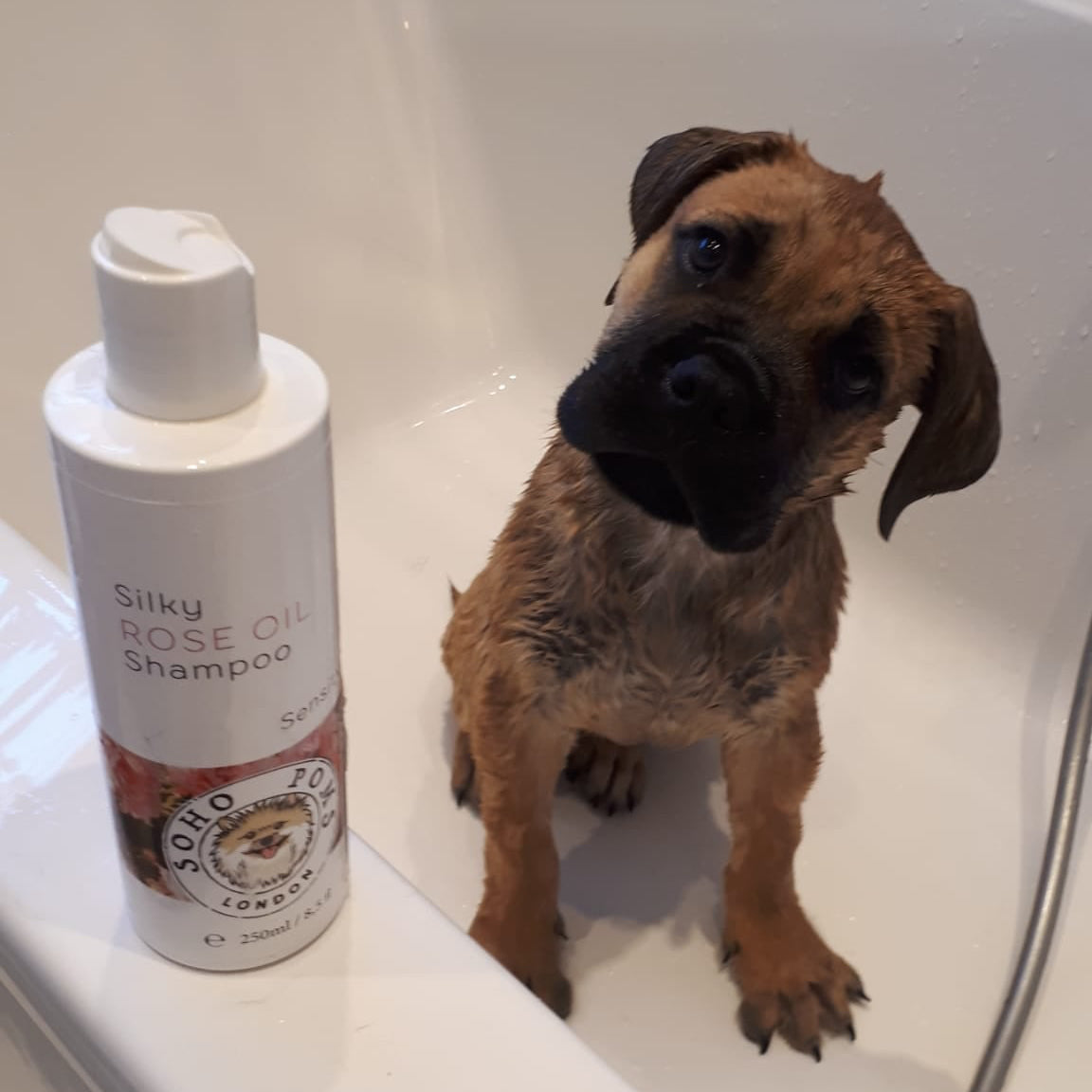 Rosenöl-Hundeshampoo von SohoPoms – 250 ml
