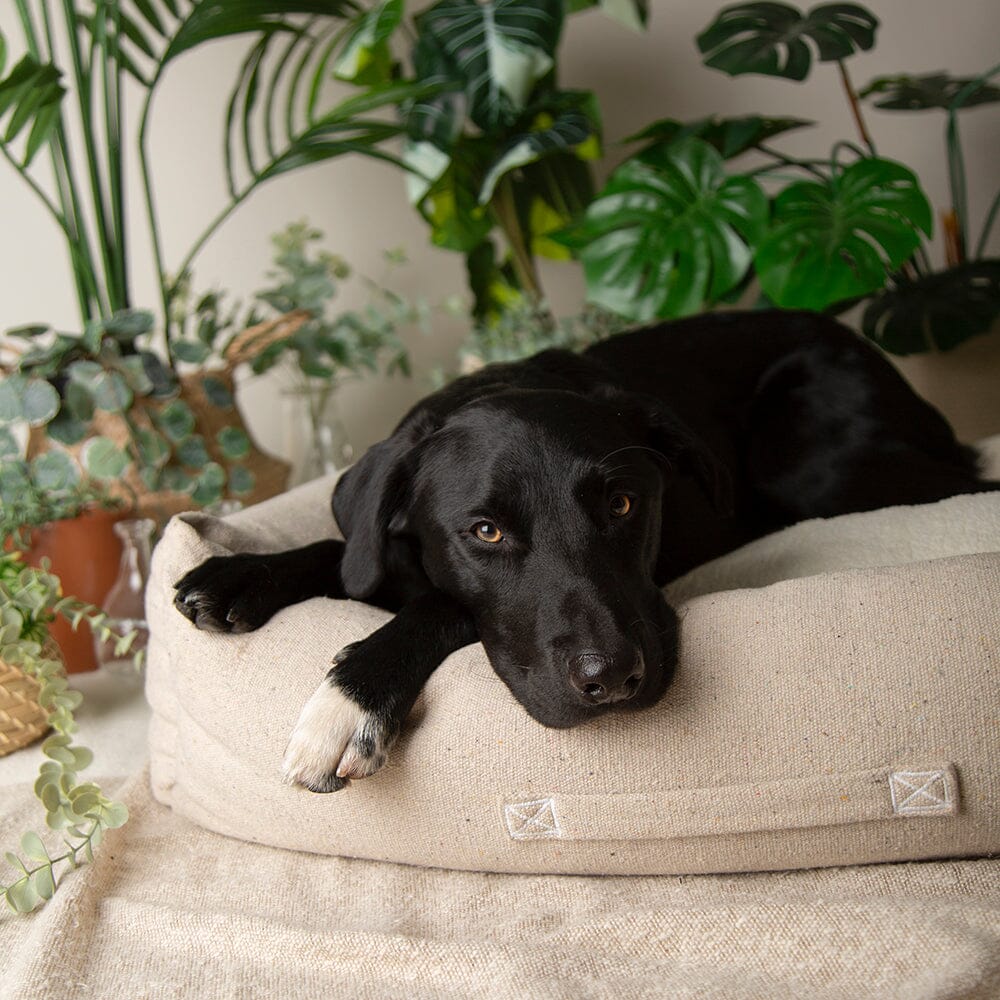 Scruffs EDEN Eco Hundebett in Anthrazit
