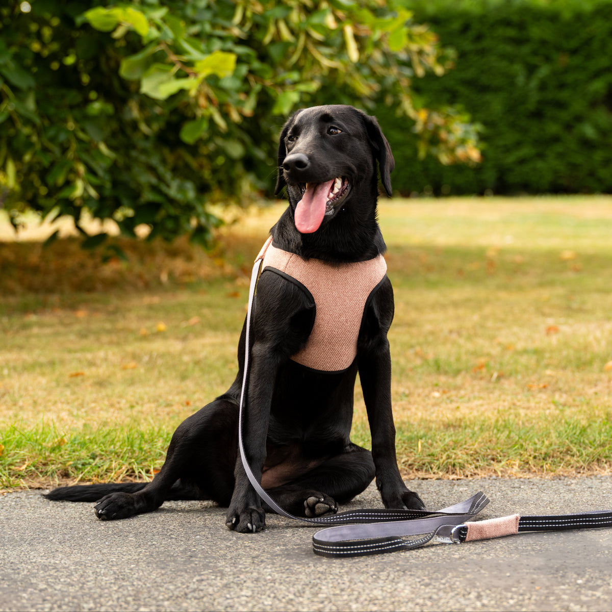Soho Poms x Bowl & Bone Mayfair Hundegeschirr in Lachsfarben