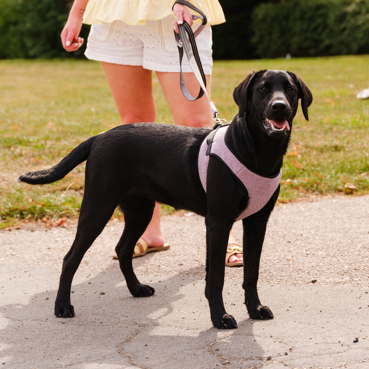 Soho Poms x Bowl & Bone Mayfair Hundegeschirr in Lavendel