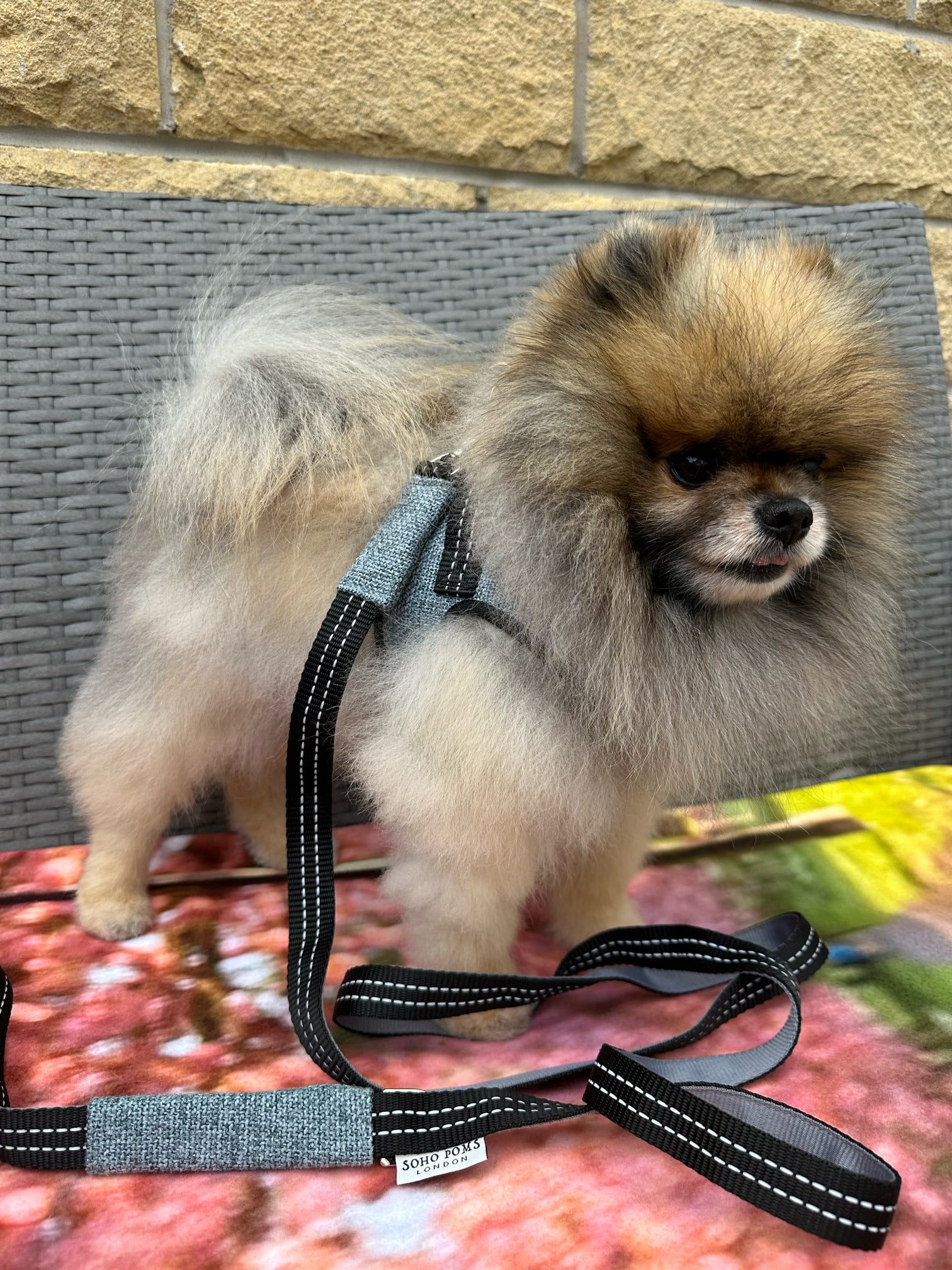 Soho Poms x Bowl & Bone Mayfair Hundeleine in Schieferblau