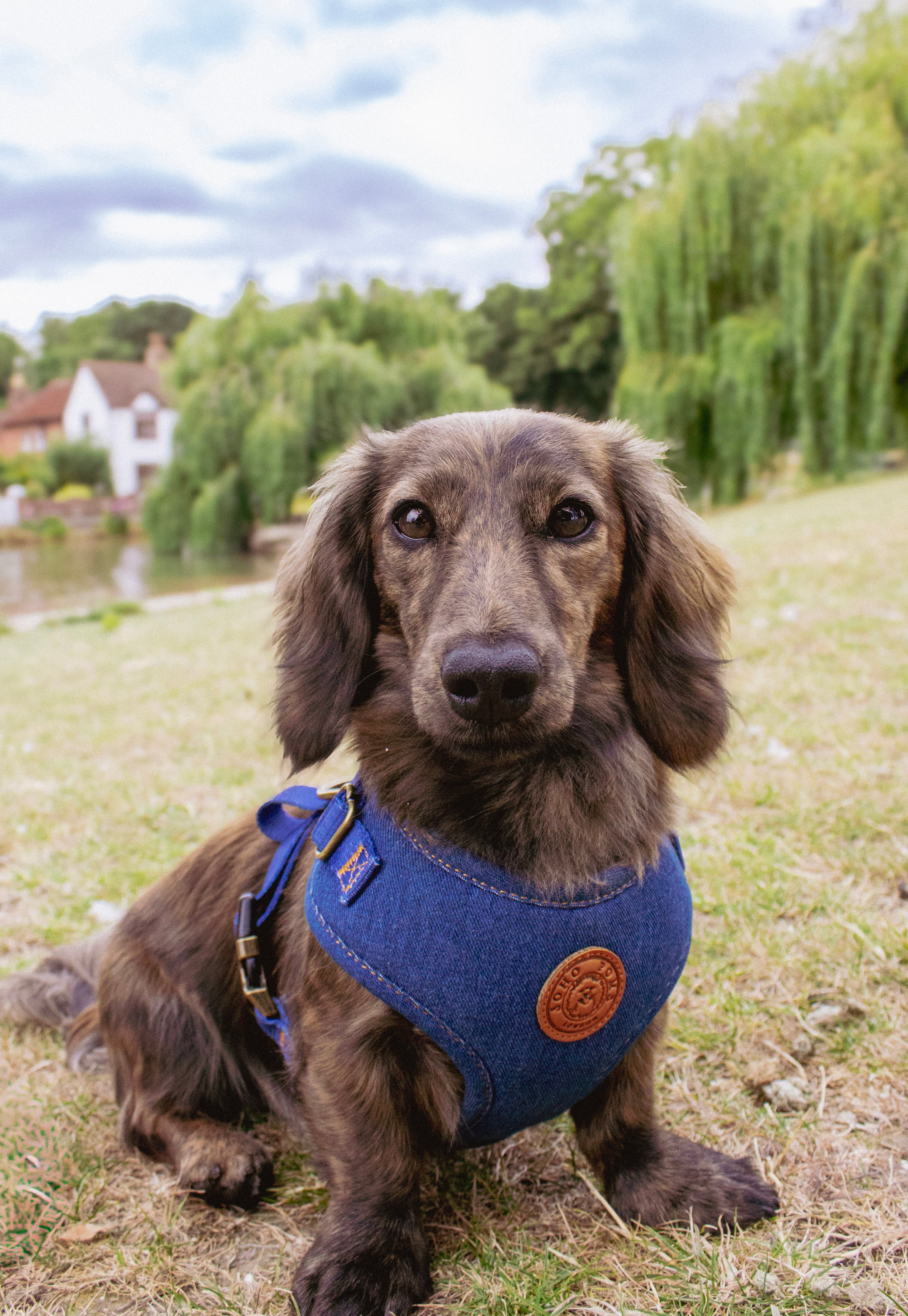 Soho Poms Frith Denim Harness - Classic Rinse