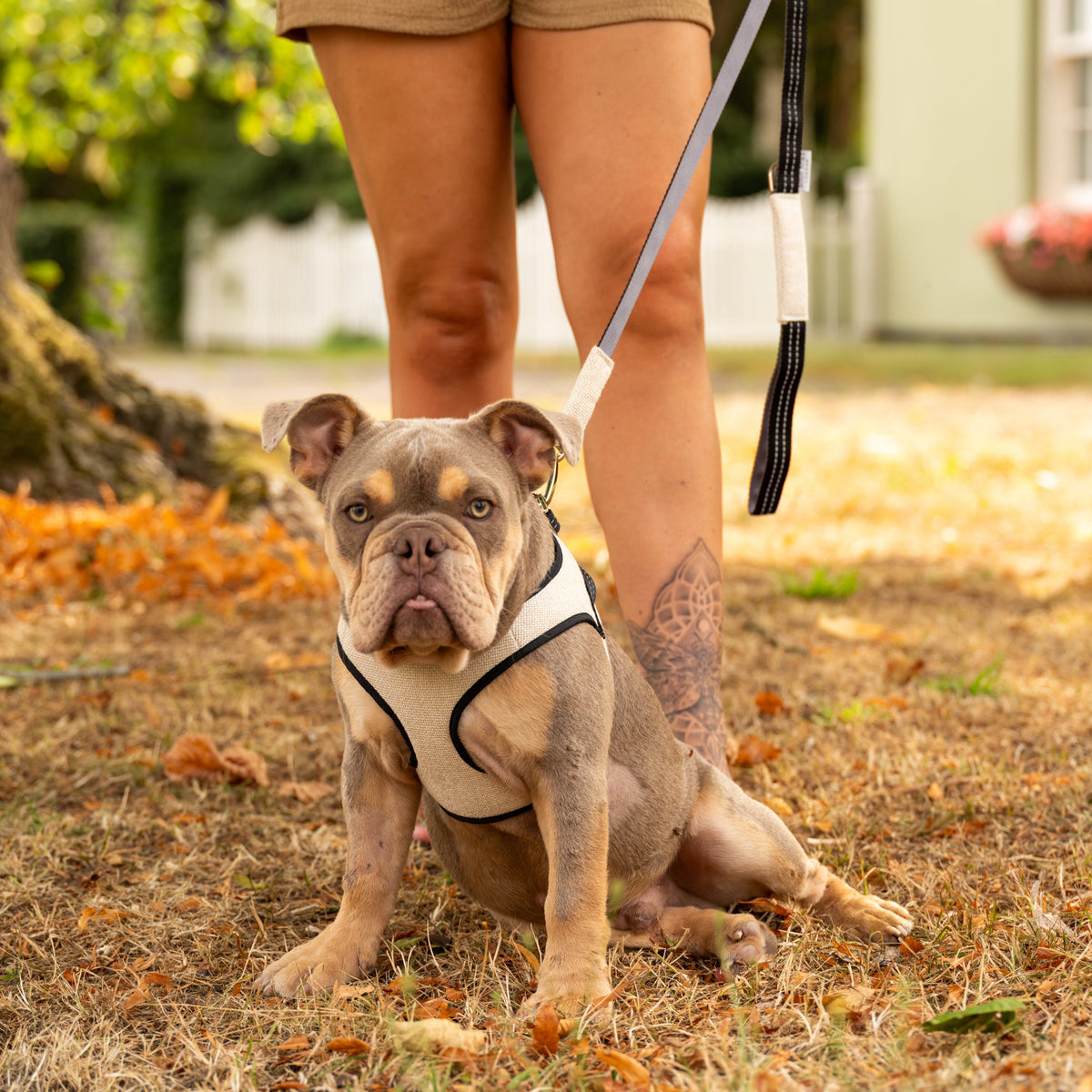 Harnais pour chien SOHO gris de Bowl & Bone
