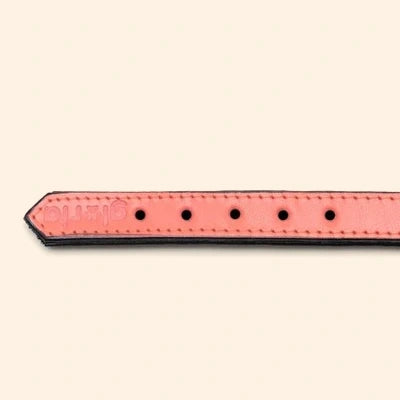 Gloria Pets Orange Padded Collar