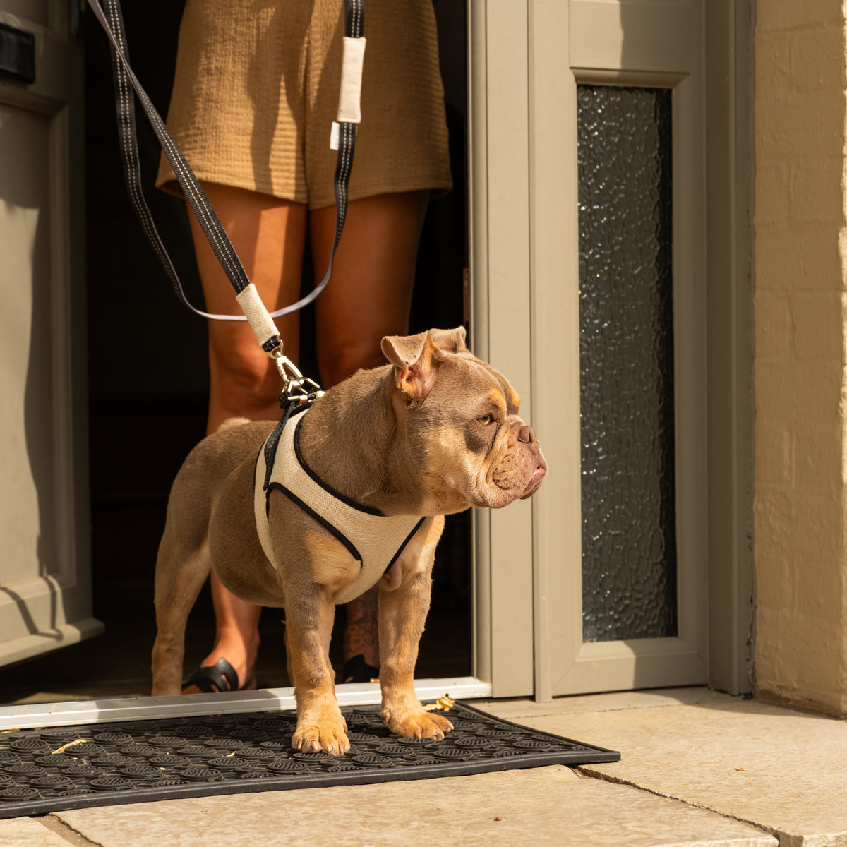 Soho Poms x Bowl & Bone Mayfair Hundegeschirr in Beige