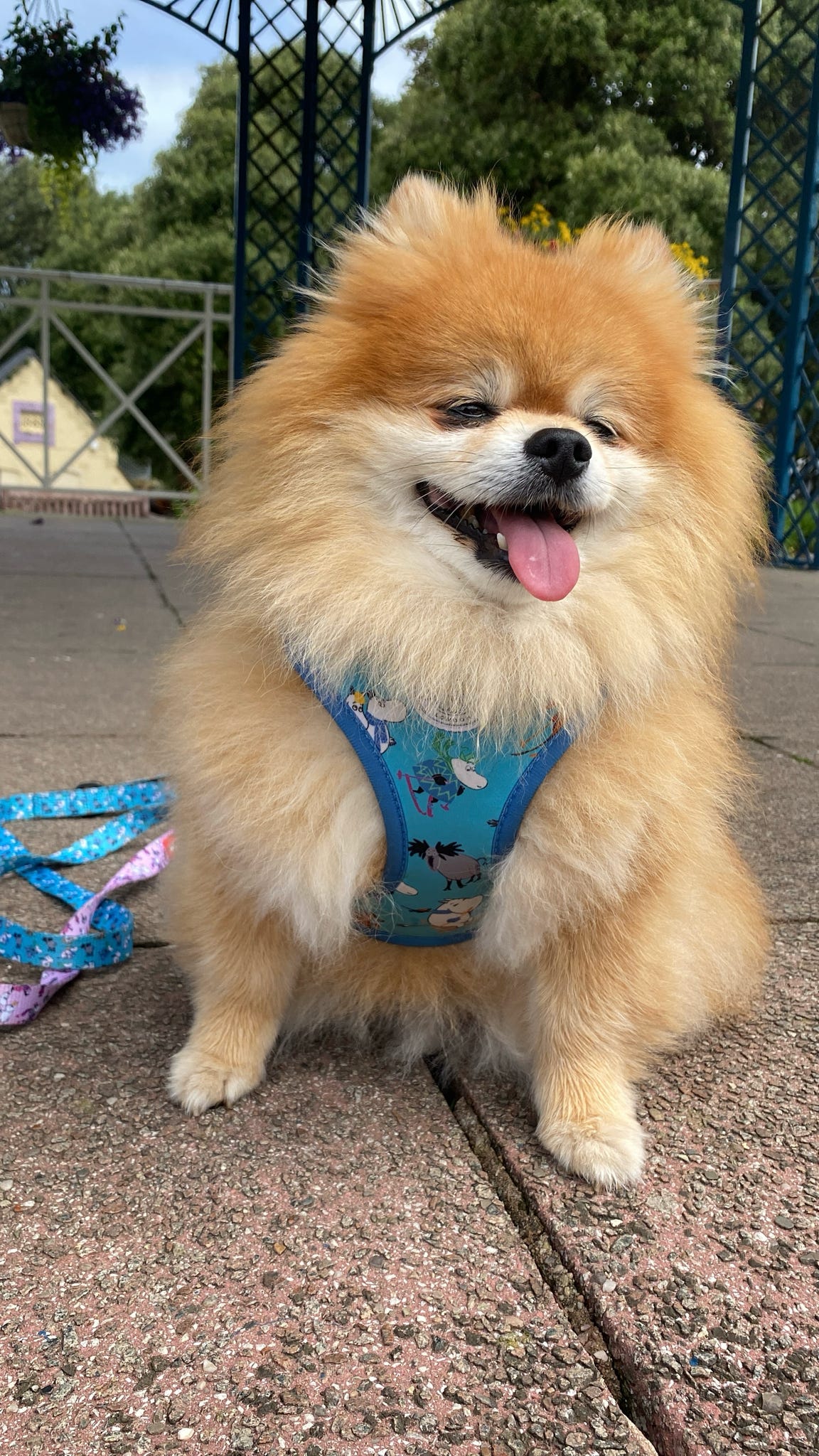 Moomins Blue Holiday Hundegeschirr mit Polsterung von Soho Poms