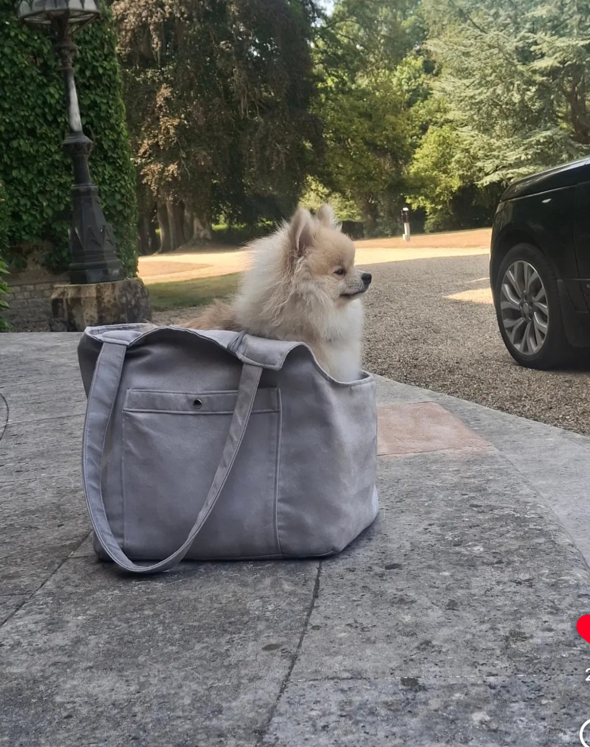 Soho Poms Camden Bear Hundetragetasche in Grau mit Wildlederoptik