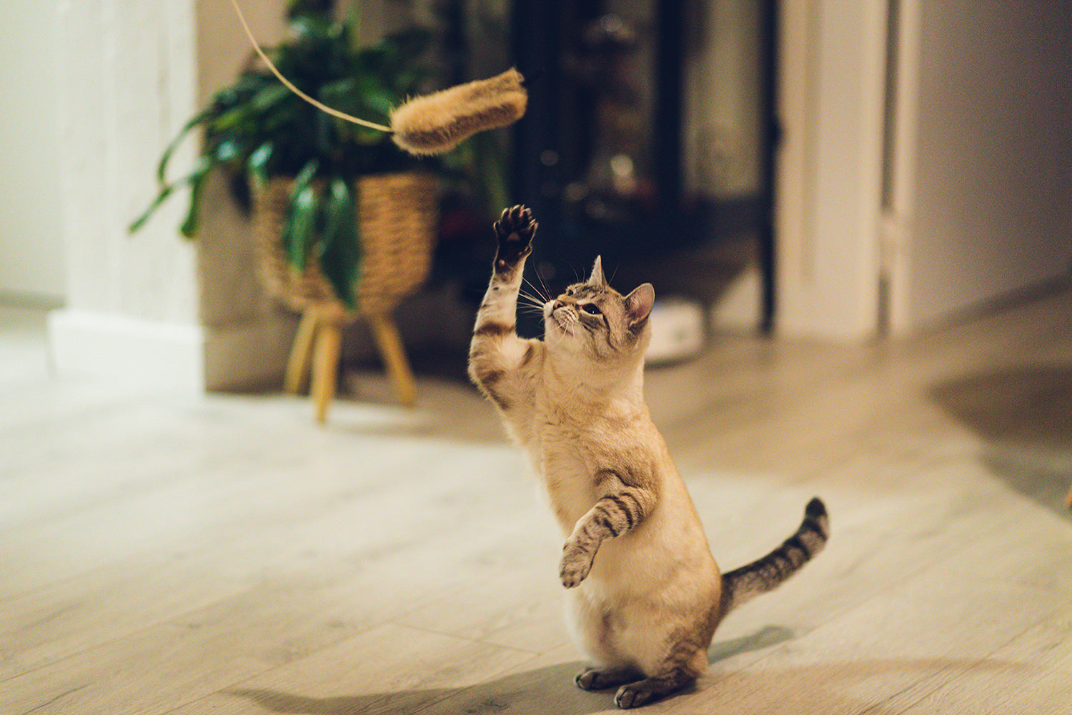 Gloria Pets Shigeru Stick With Rat