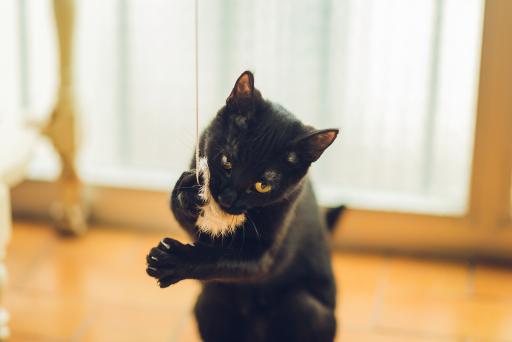 Gloria Pets Gaudi Stick With Small Pompon