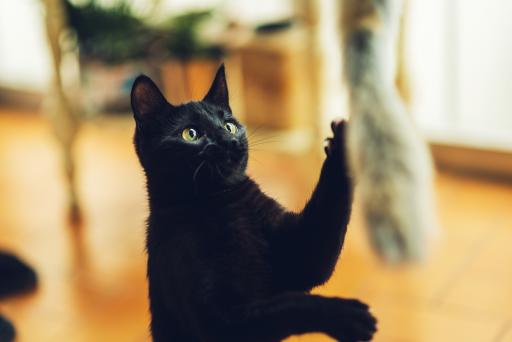 Gloria Pets Niemeyeer Palo With Worm