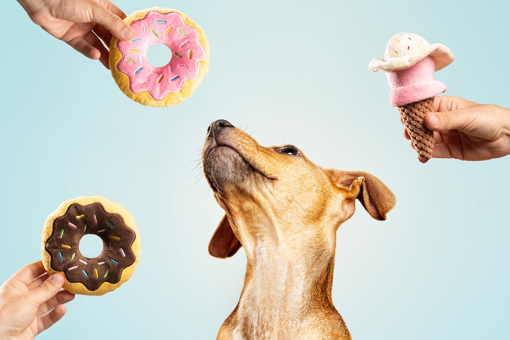 Gloria Donut – Weiches Hundespielzeug "Schoko-Donut" Klein