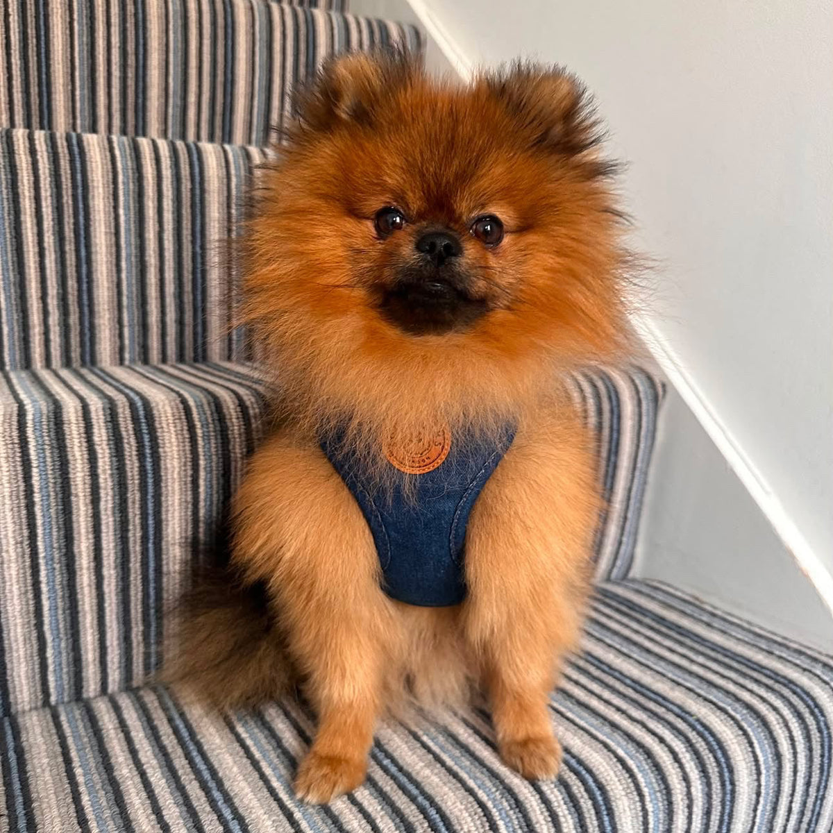 Soho Poms Frith Denim Harness - Classic Rinse