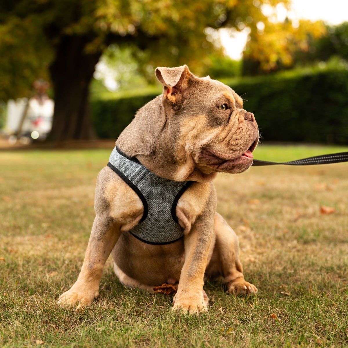 Soho Poms x Bowl & Bone Mayfair Hundegeschirr in Schieferblau