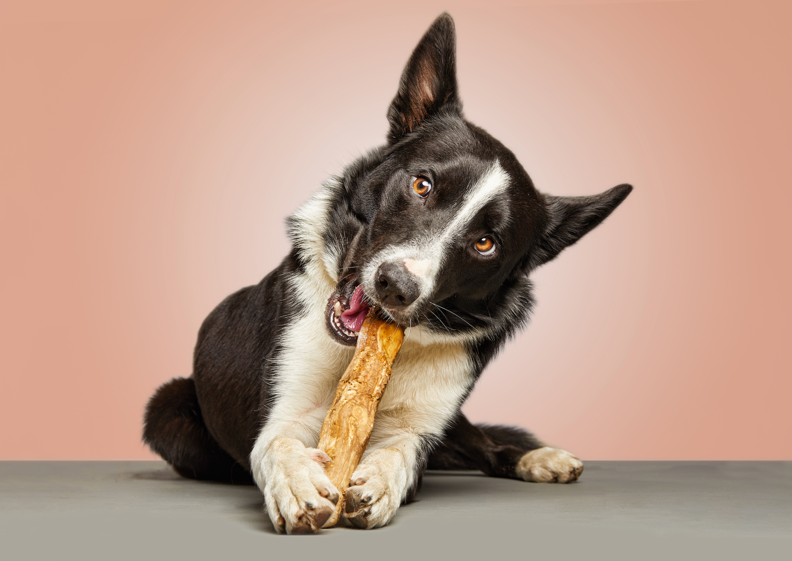 Kaubares Kaffeeholz für Hunde