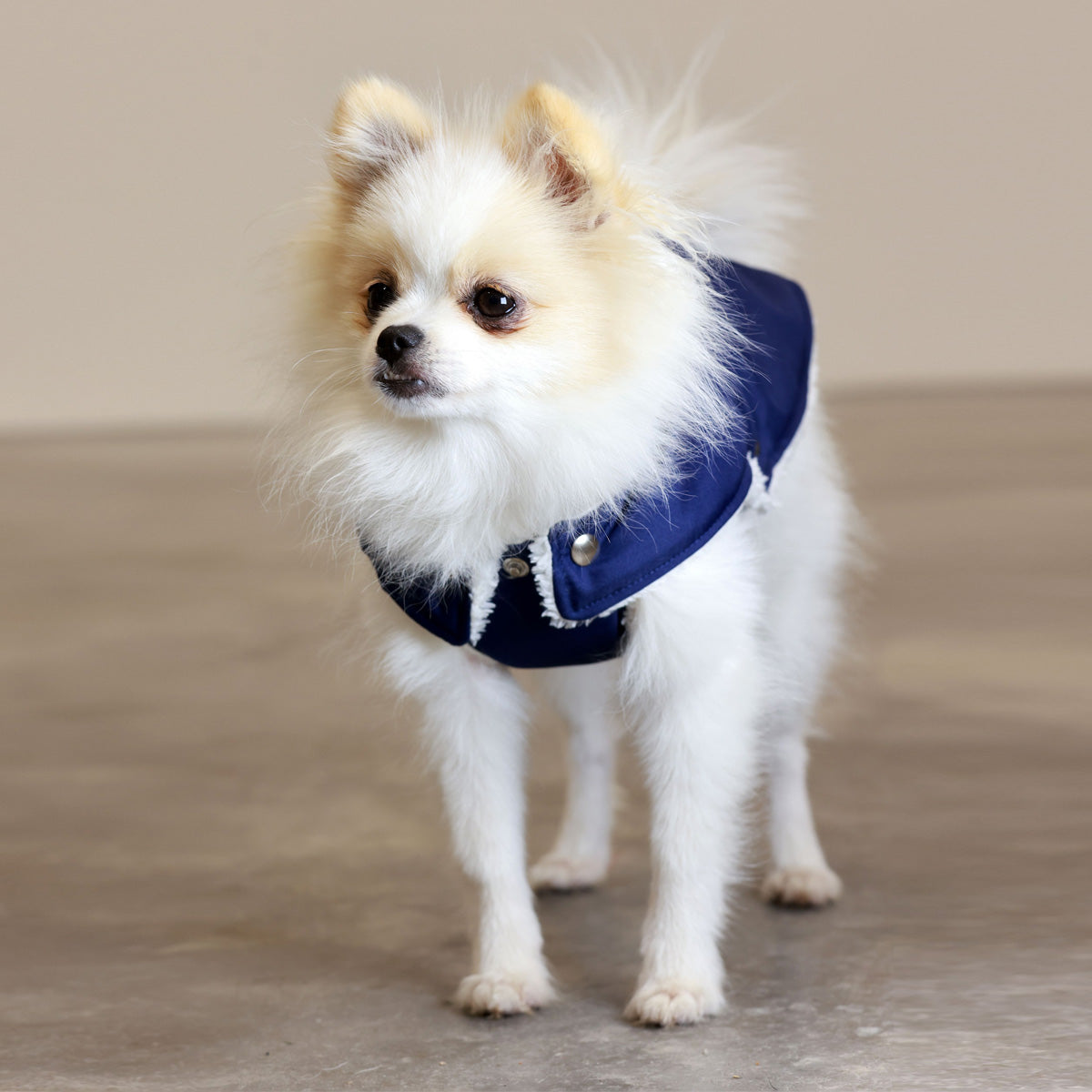Soho Poms Teddy Bear Hundejacke wasserabweisend in Blau und Elfenbein