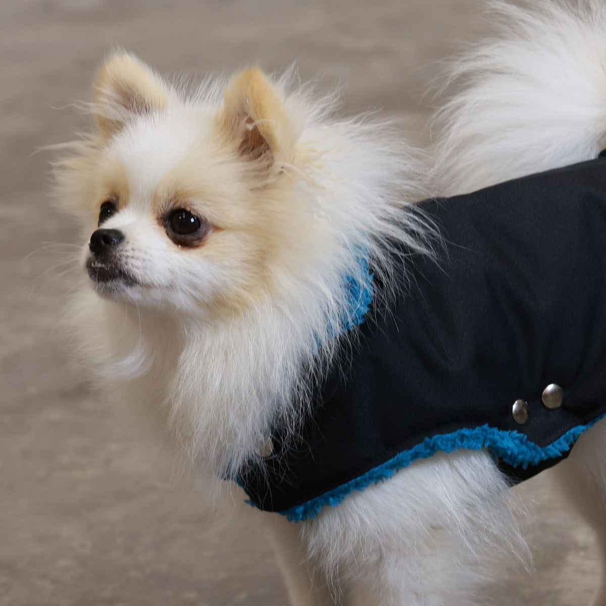 Soho Poms Teddy Bear Jacke wasserabweisend in Schwarz und Petrol