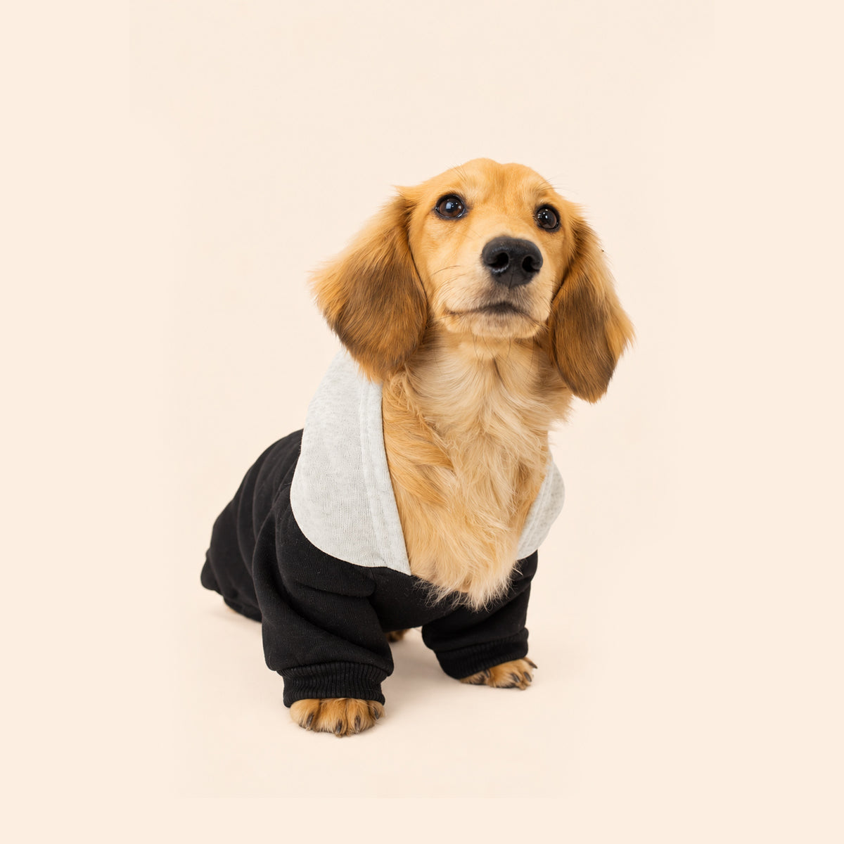 Midnight Black | Dog Hoodie