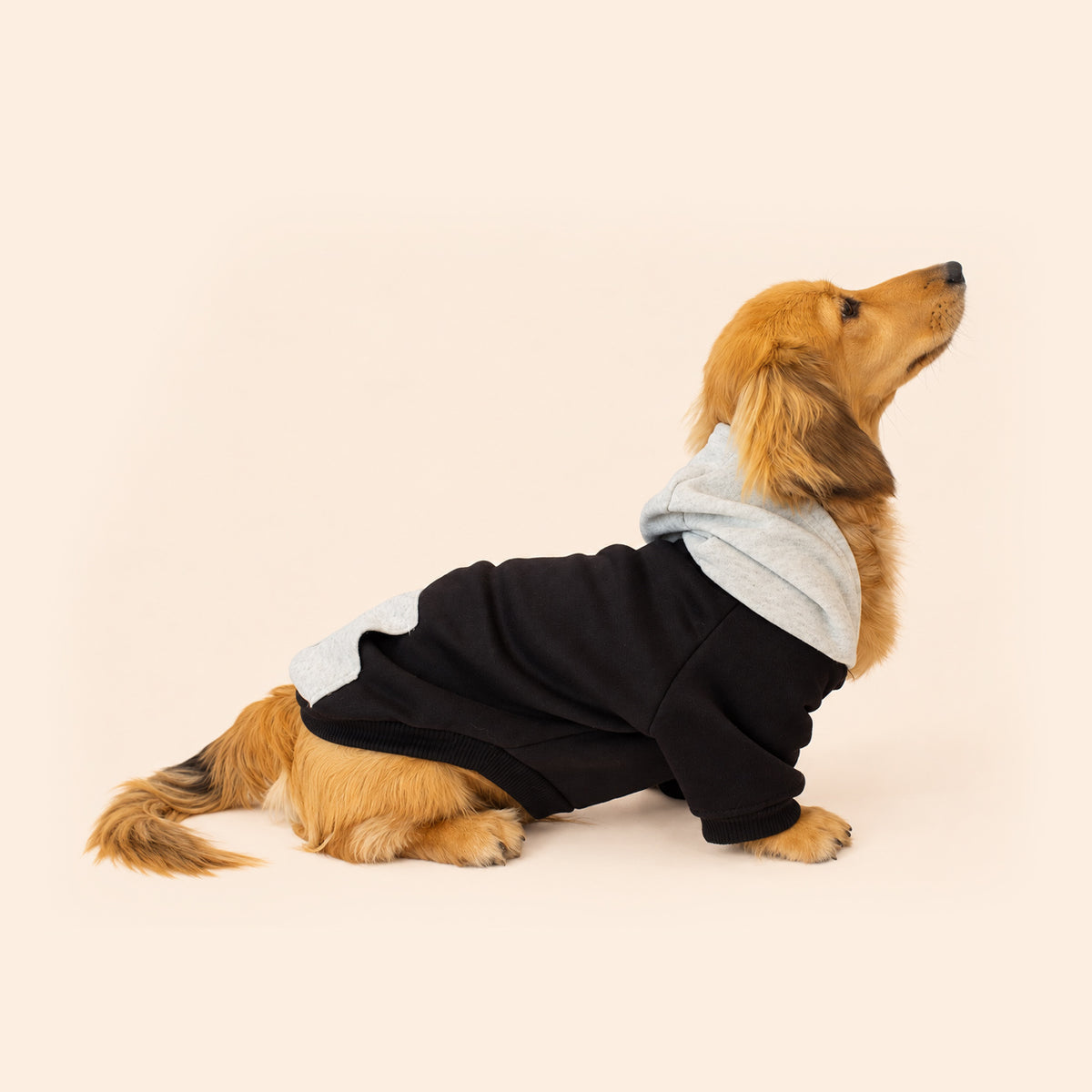 Midnight Black | Dog Hoodie