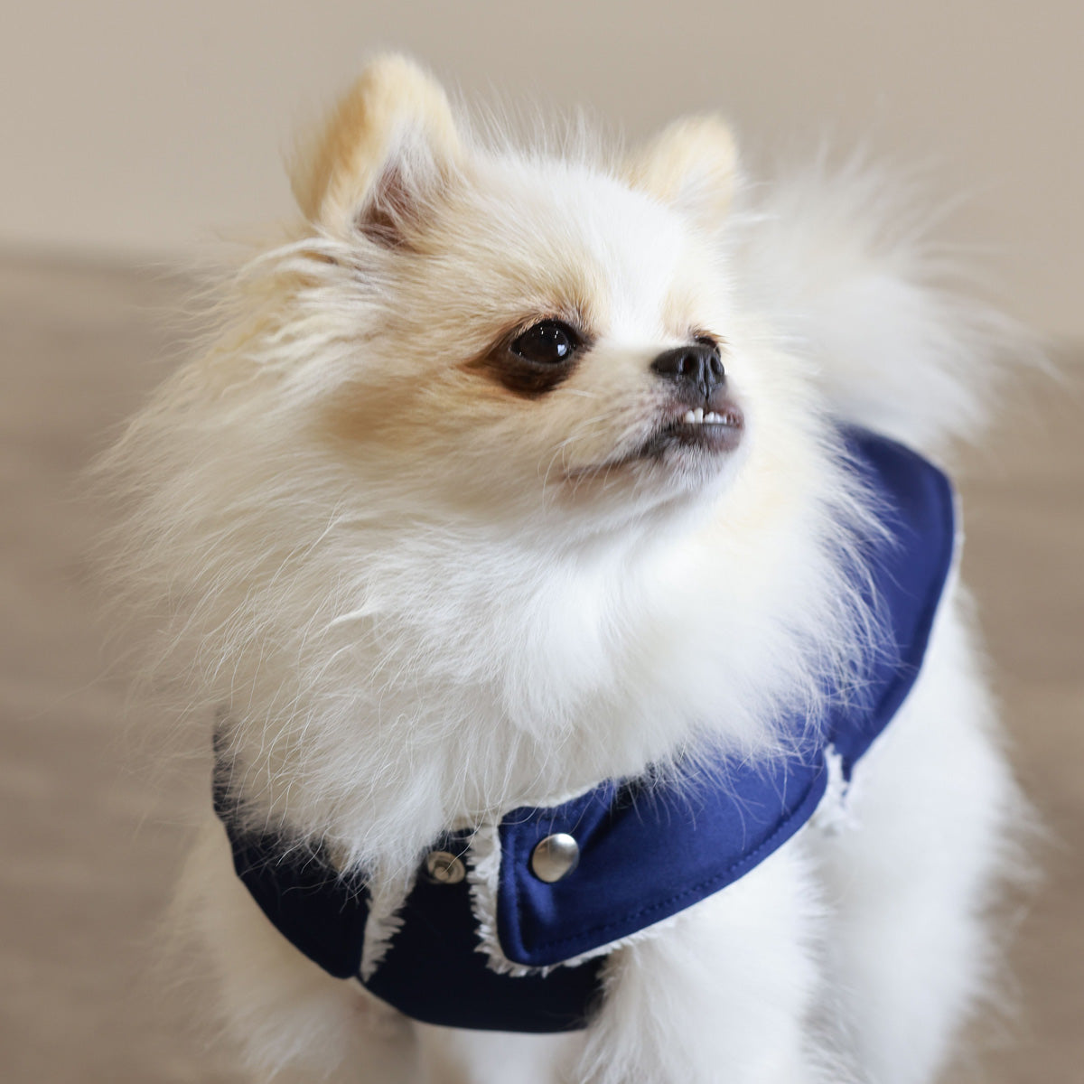 Soho Poms Teddy Bear Hundejacke wasserabweisend in Blau und Elfenbein