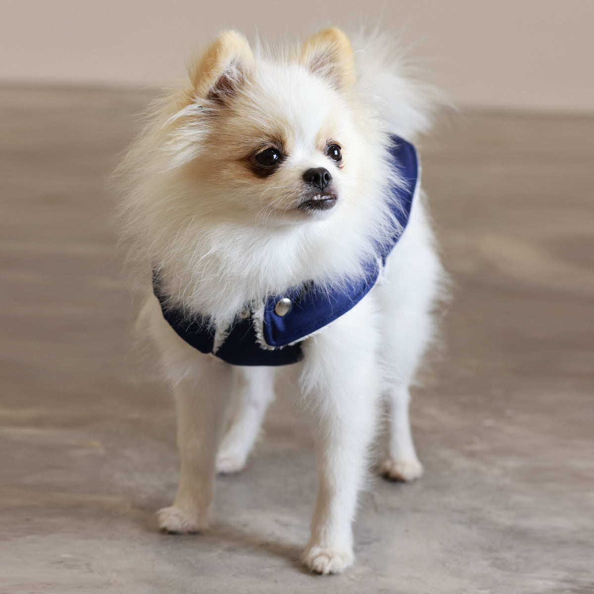 Soho Poms Teddy Bear Hundejacke wasserabweisend in Blau und Elfenbein
