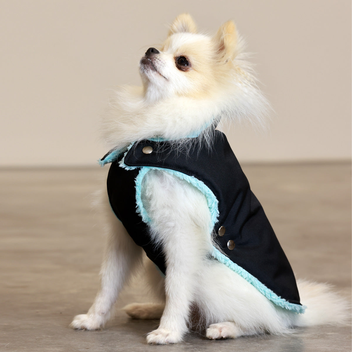 Soho Poms Teddy Bear Hundejacke wasserabweisend in Schwarz und Mint