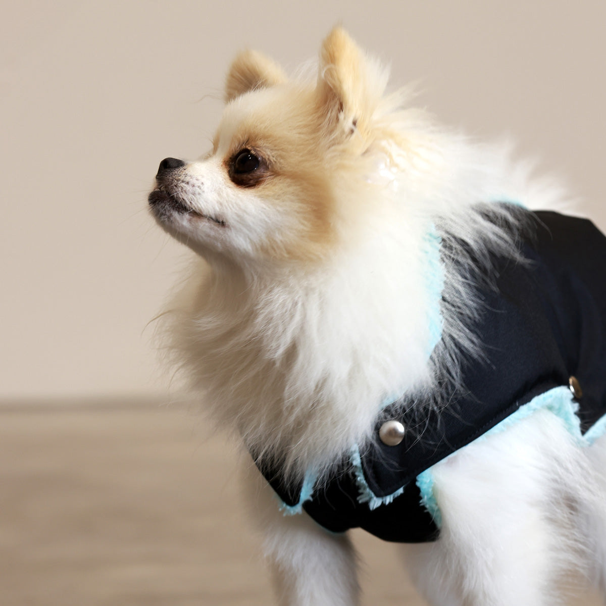Soho Poms Teddy Bear Hundejacke wasserabweisend in Schwarz und Mint