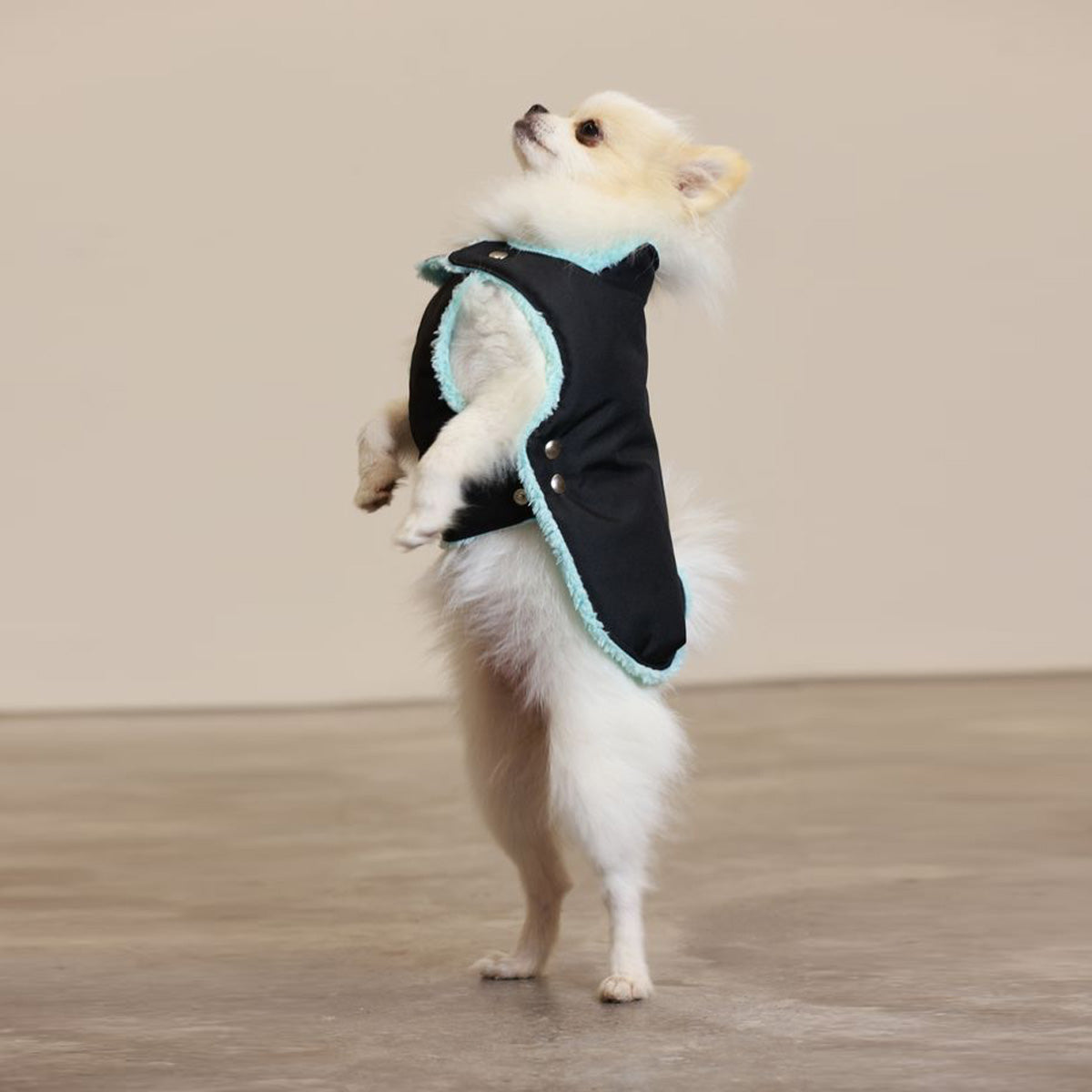 Soho Poms Teddy Bear Hundejacke wasserabweisend in Schwarz und Mint