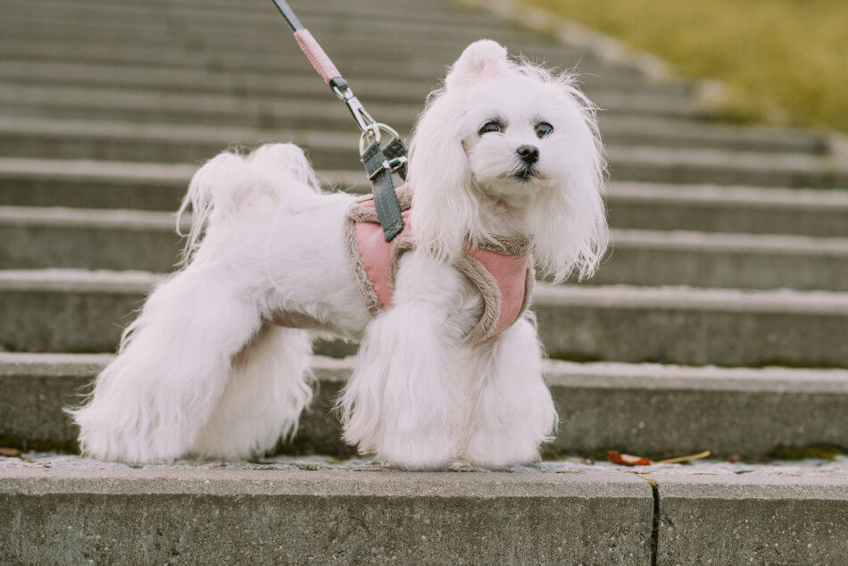 Grey YETI Dog Harness from Bowl & Bone