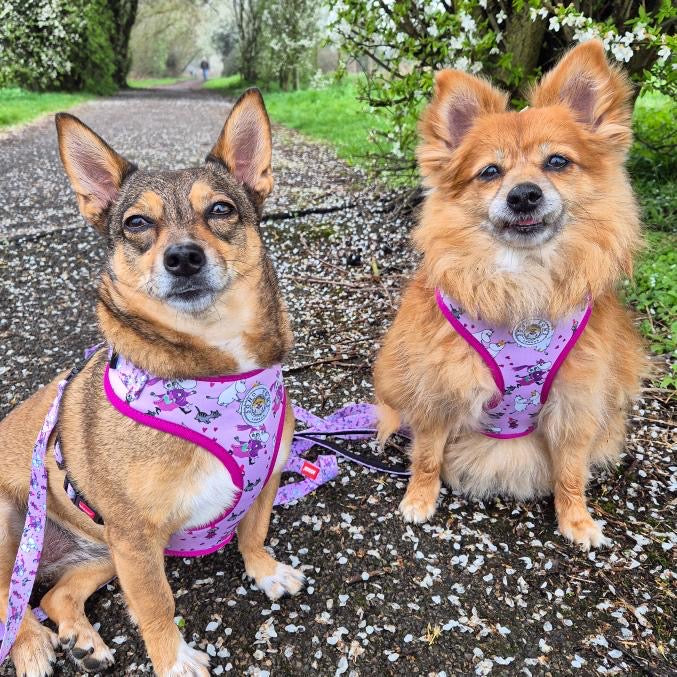 Moomins Pink Champagne Hundegeschirr mit Polsterung von Soho Poms