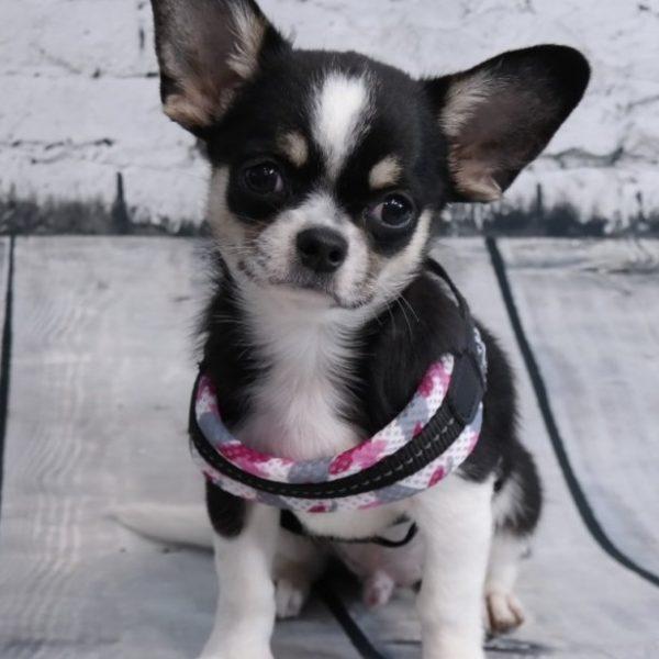 The PontiEasy Fit Pink Camo Mesh Harness with Adjustable Girth