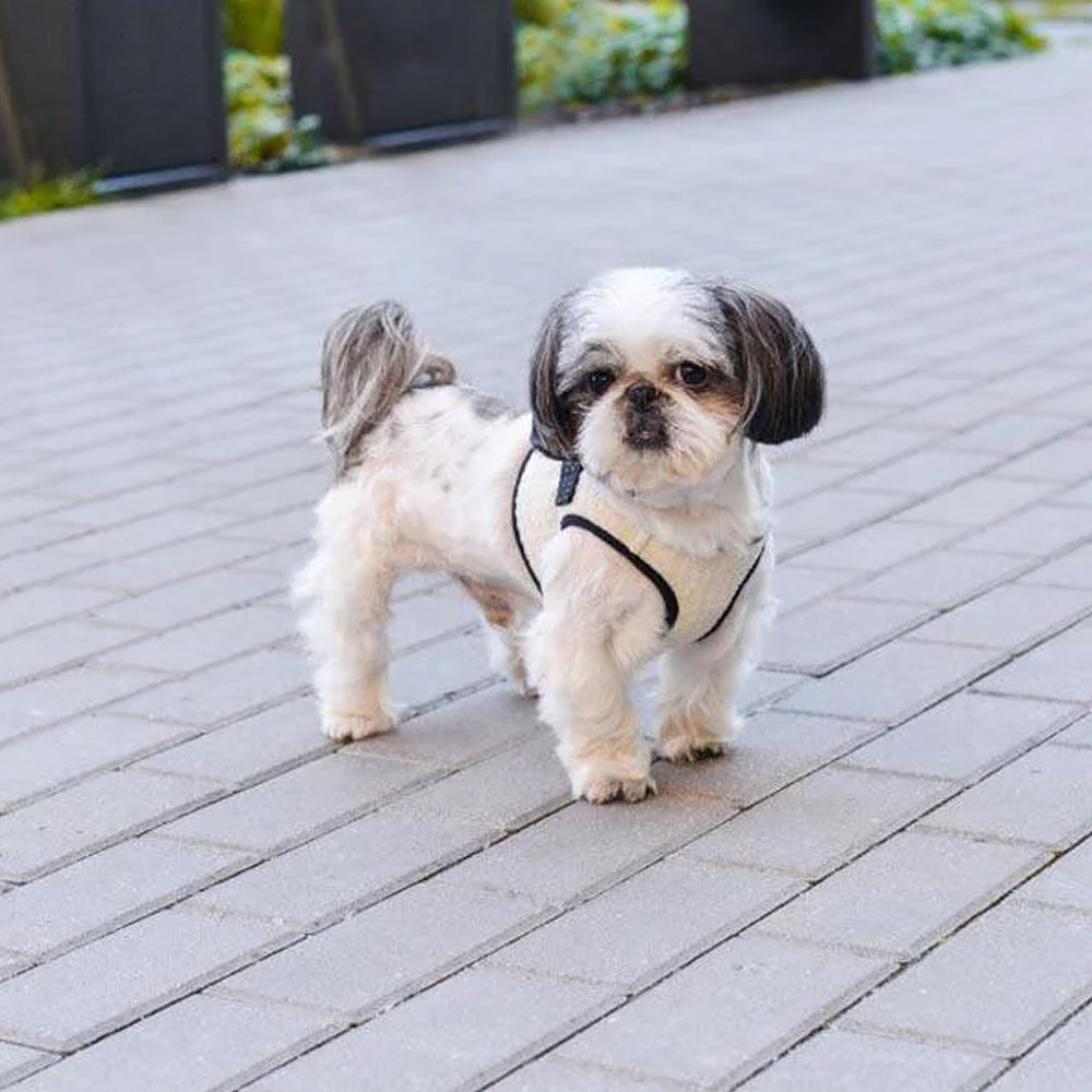 SOHO Hundegeschirr in Creme von Bowl & Bone