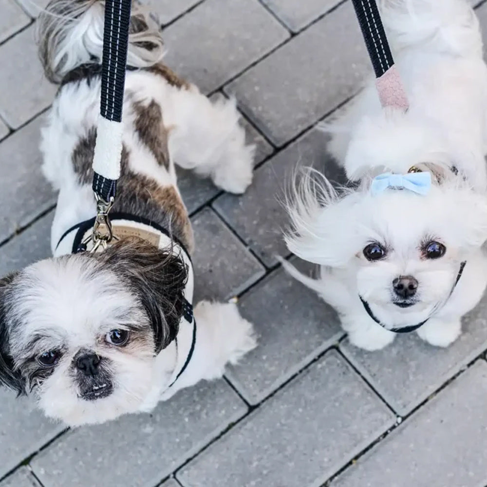 SOHO Hundegeschirr in Creme von Bowl & Bone