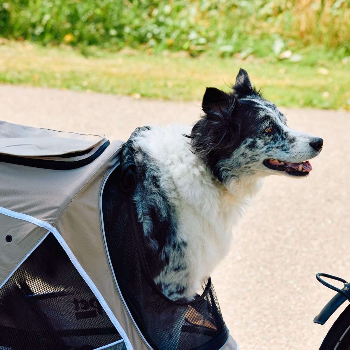 Landau pour chien InnoPet Sporty Evolution